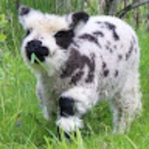 Meet your Posher, Terry